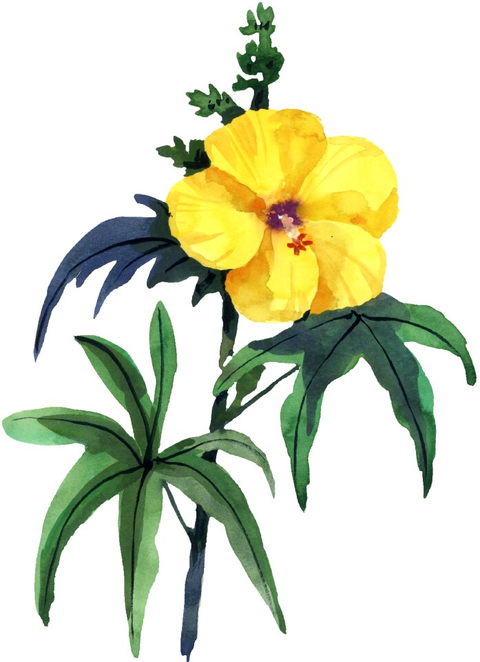 Flower beauty Free illustrations