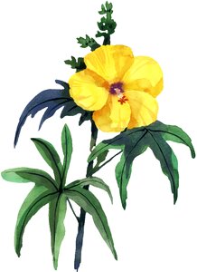 Flower beauty Free illustrations