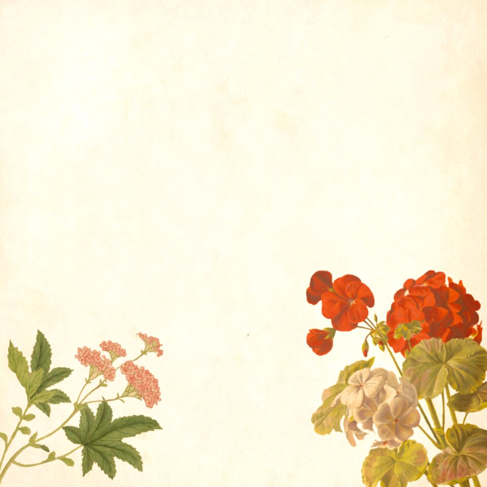 Roses bouquet floral