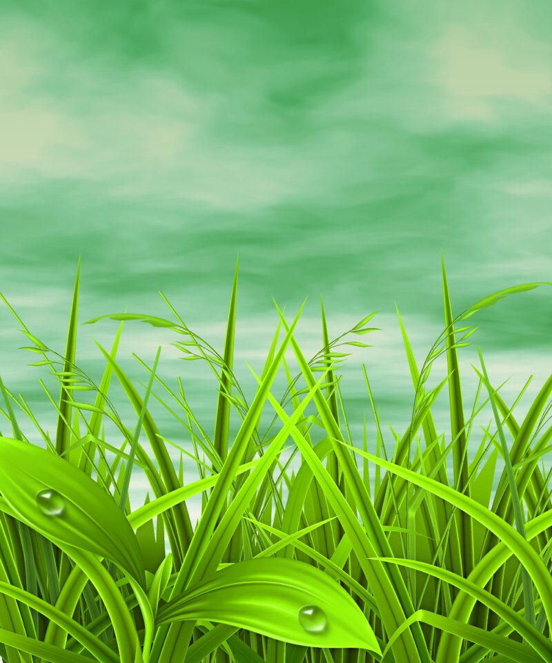 Summer nature sky