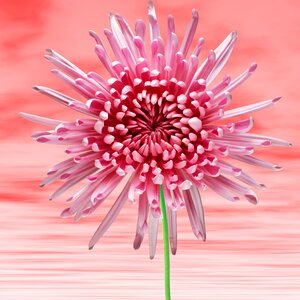 Nature background pink flower