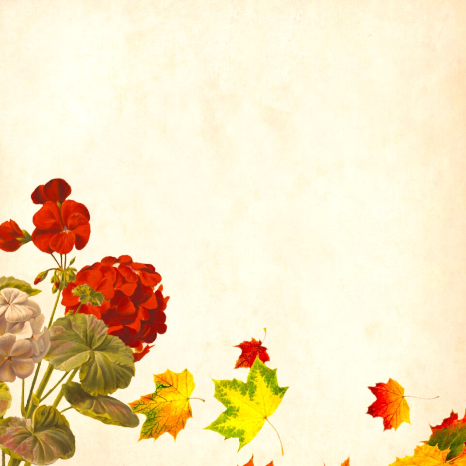 Roses bouquet floral