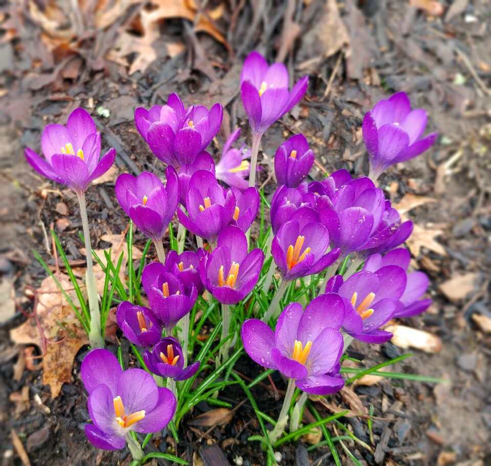 Spring plant nature