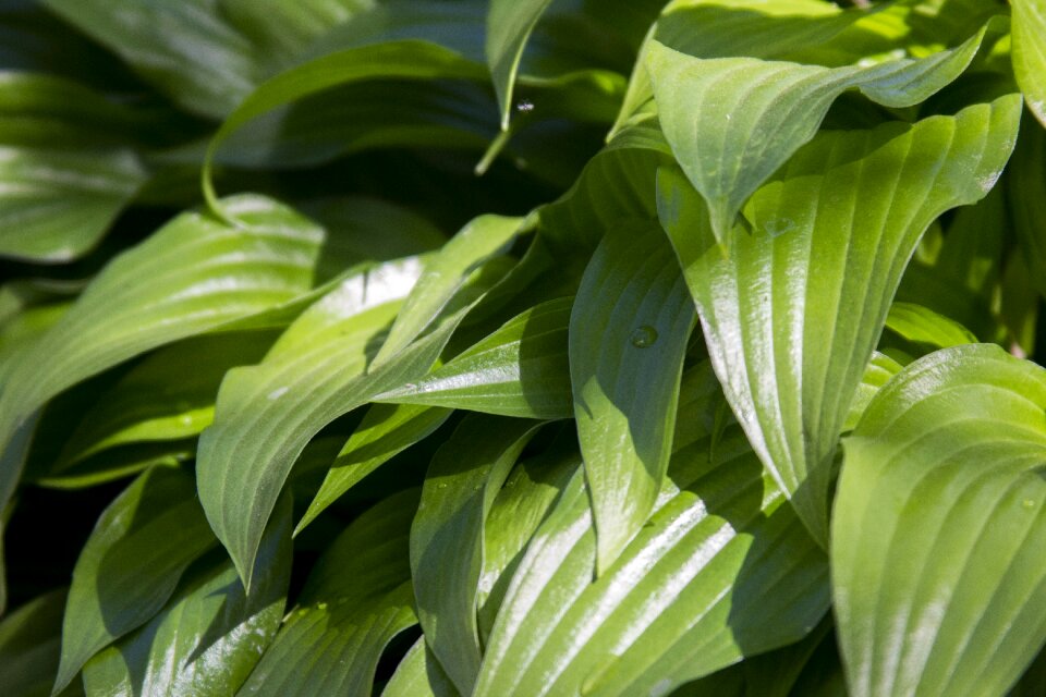 Sheet closeup plant