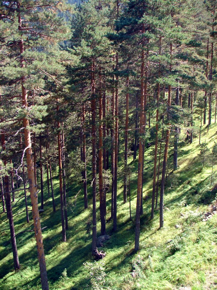 Nature forest tree