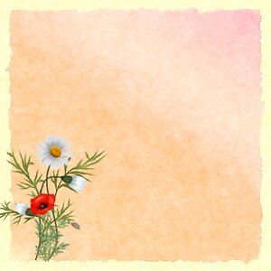 Nature drawing poppies