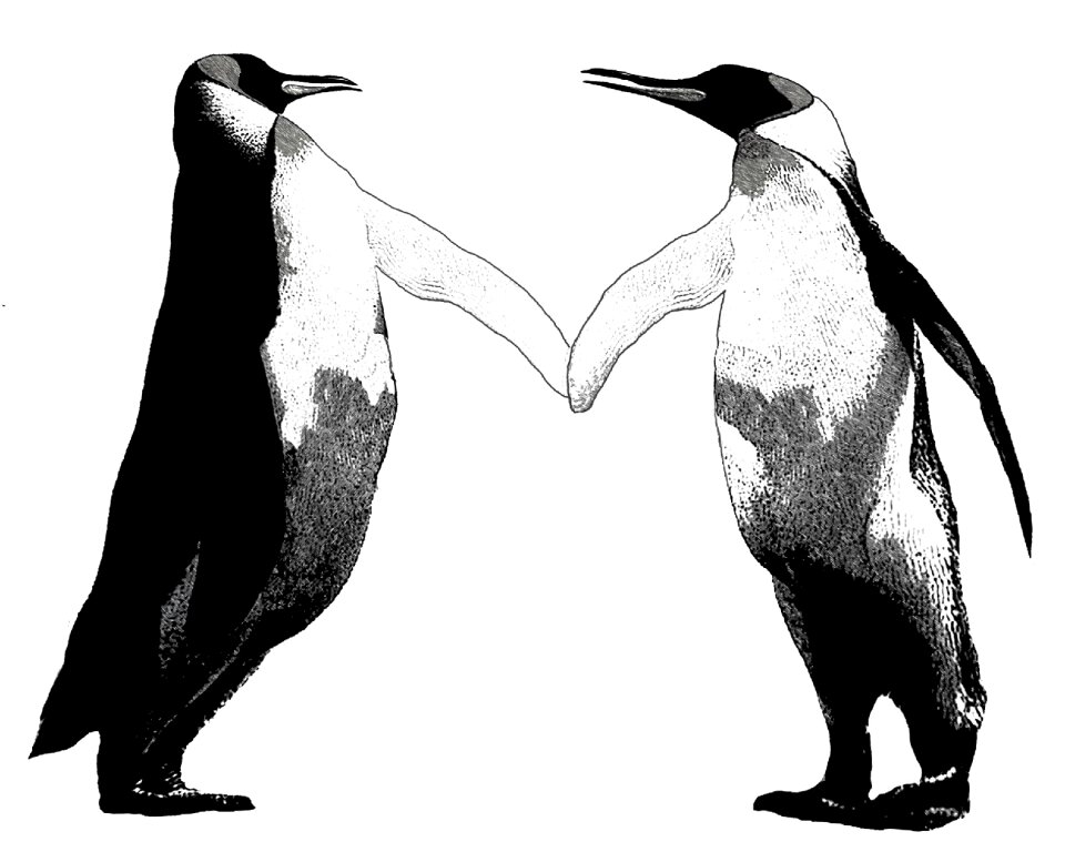 Animal antarctica partner