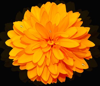 Petal color yellow flower