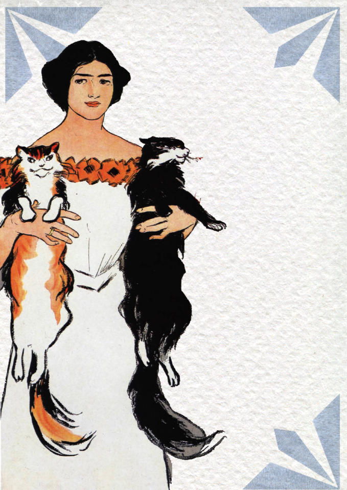 Cats pets animal
