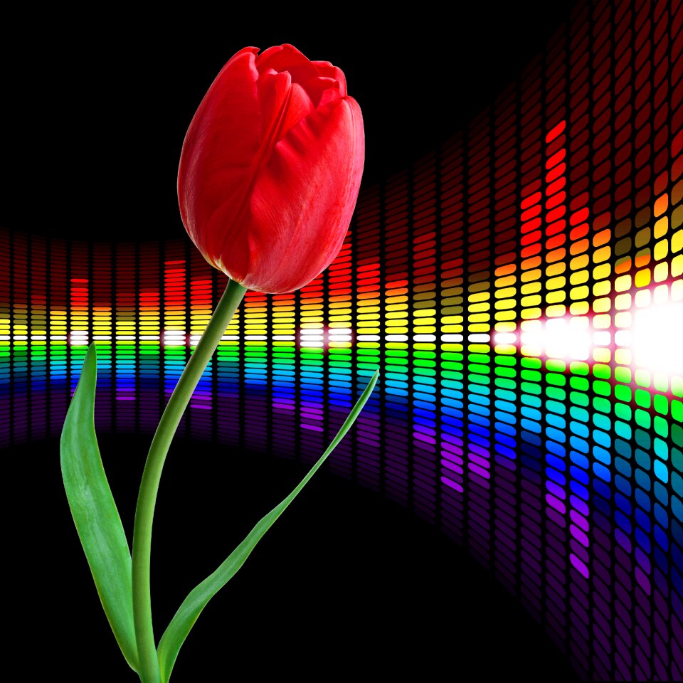Tulip background flowering