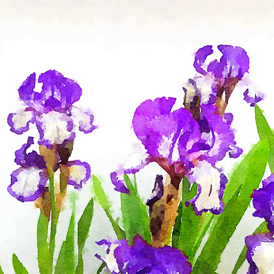 Bloom art Free illustrations
