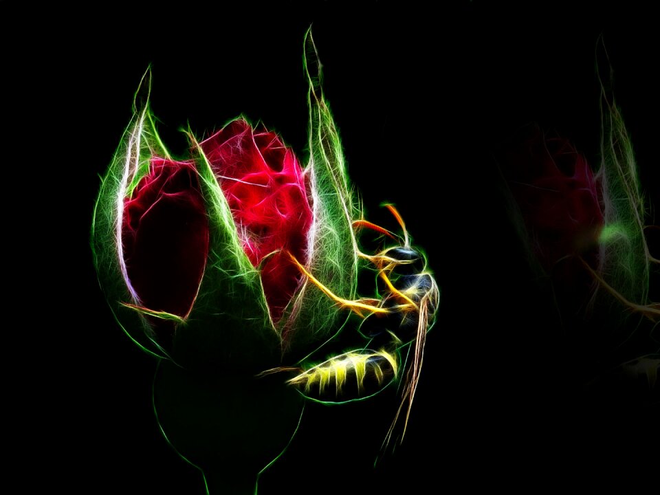 Red flower flower insect