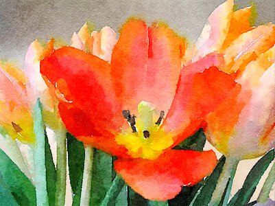 Bloom art Free illustrations