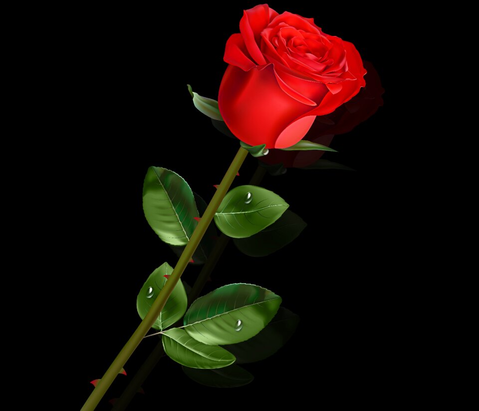 Plant nature black background