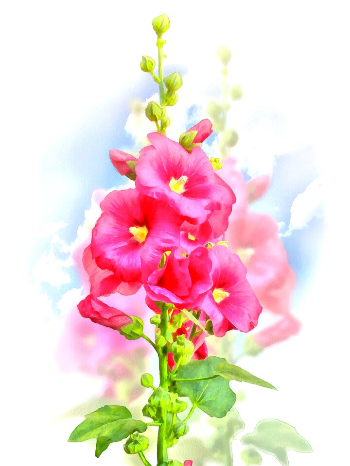 Plant flowers bloom