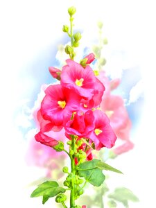 Plant flowers bloom