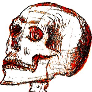 Face bones Free illustrations