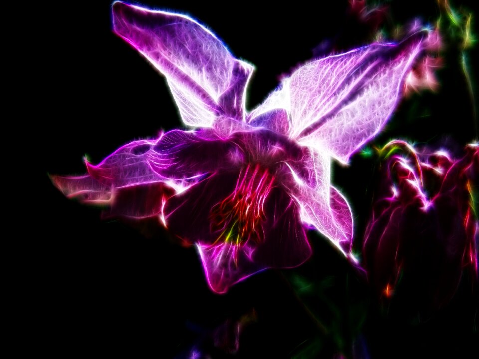 Light pink close up blossom