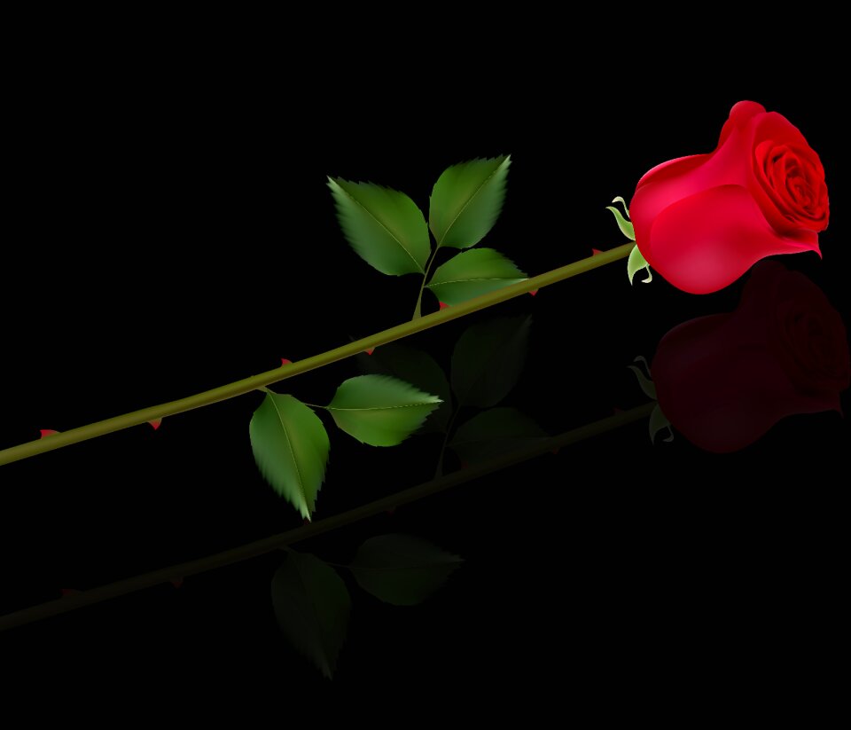 Nature petal tulip