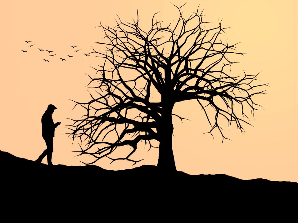 Sunset silhouetted branch