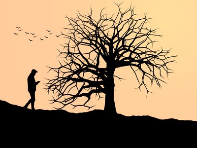 Sunset silhouetted branch