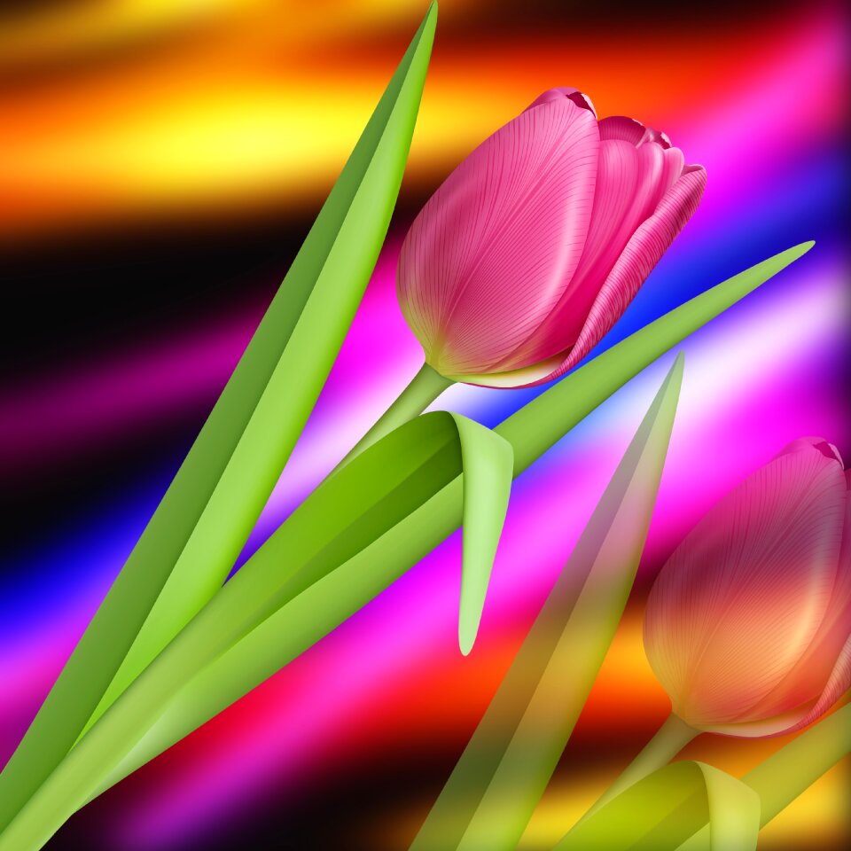 Tulip pink background romantic