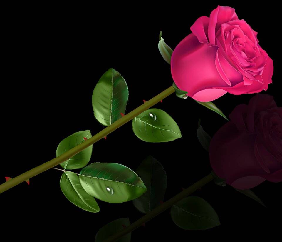 Floral leaf black background