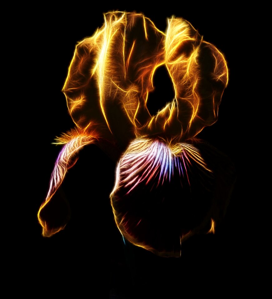 Nature schwertliliengewaechs bearded iris