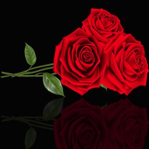 Flower floral red roses