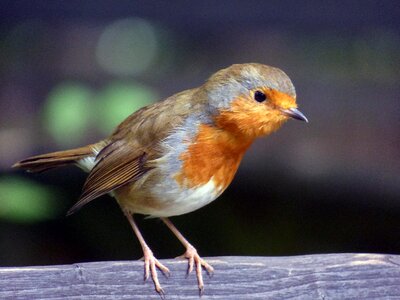 Nature animal wildlife