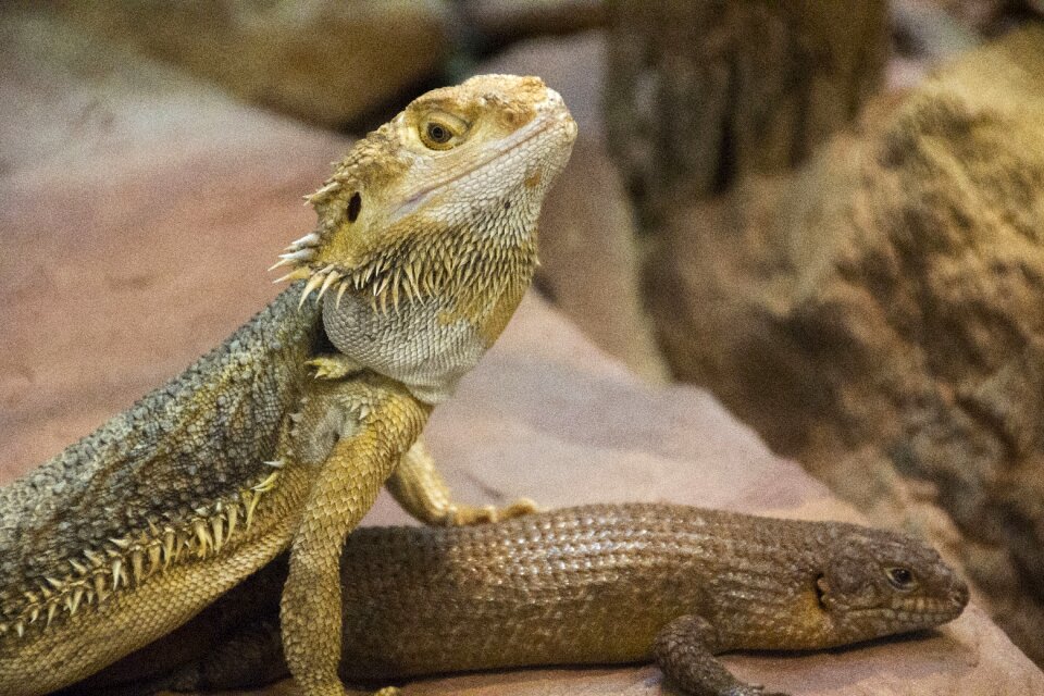 Reptiles zoo close up