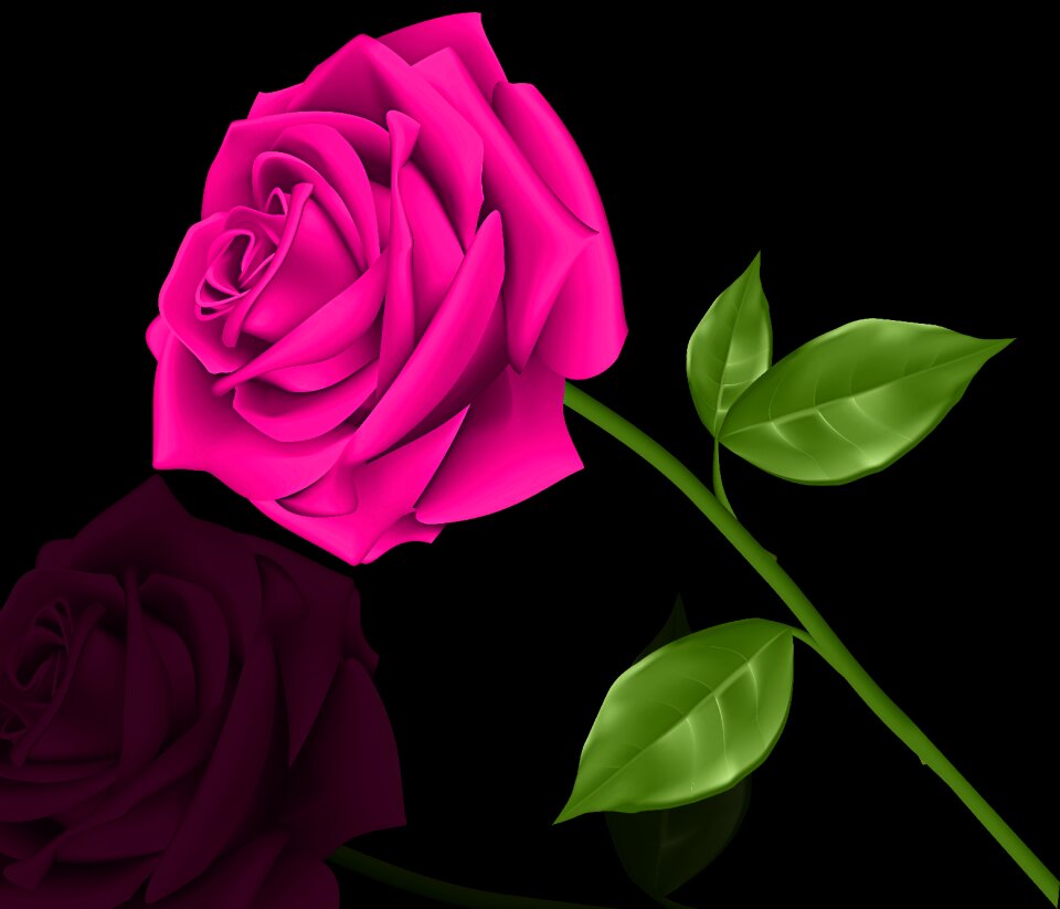 Rosa love black background
