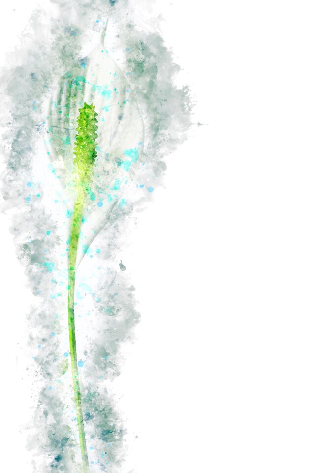 Plant lily bloom
