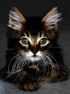 Kitten pet domestic cat