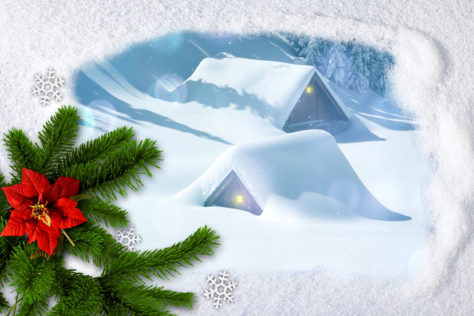 Poinsettia background image winter