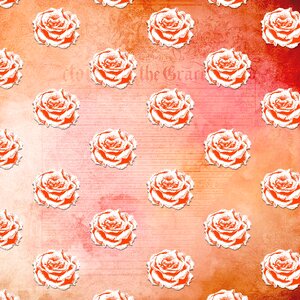 Garden pink peach