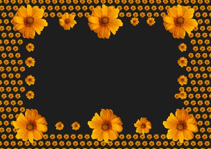 On black brown sunflower Free illustrations