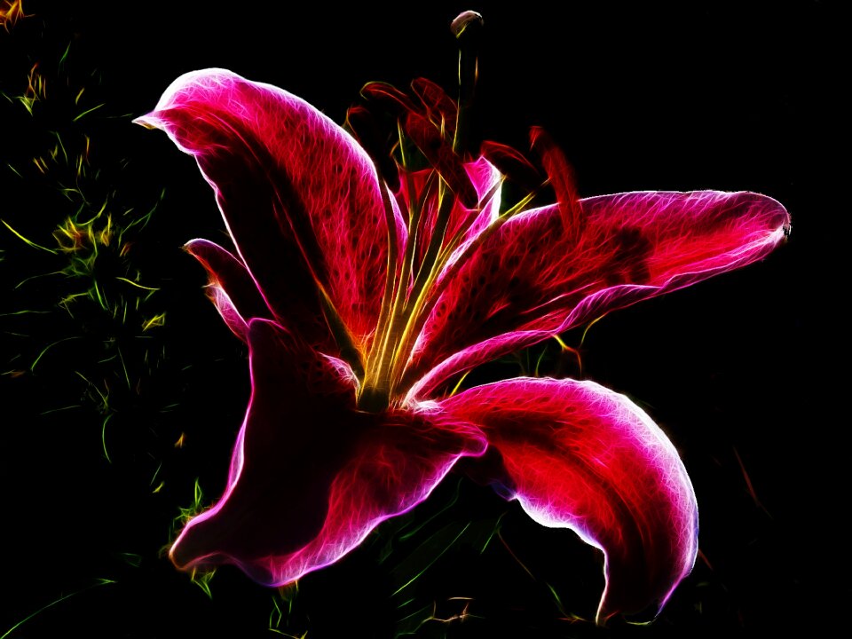 Flower nature red flower