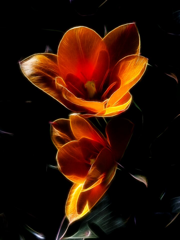Stresa flower yellow