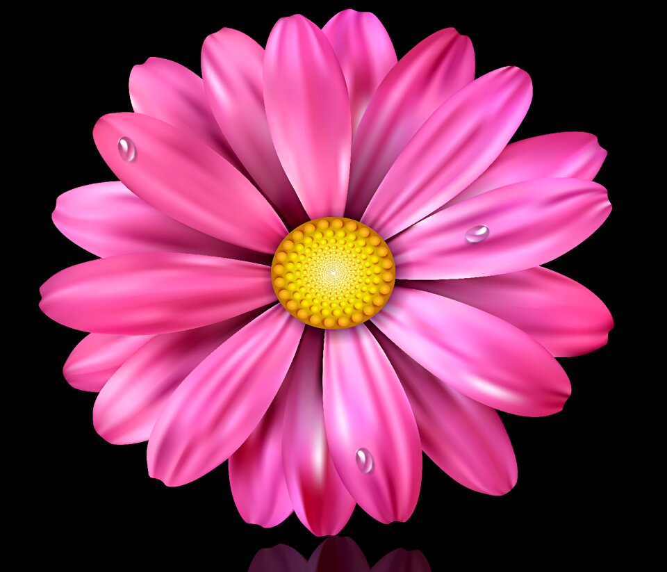 Petal black background flowers