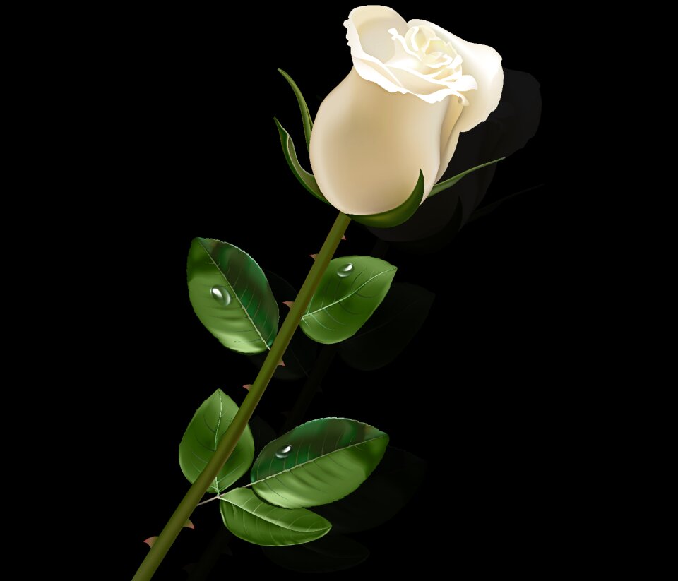 Nature floral black background