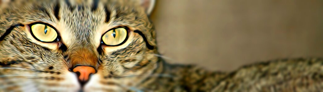Pets cat eye domestic cat