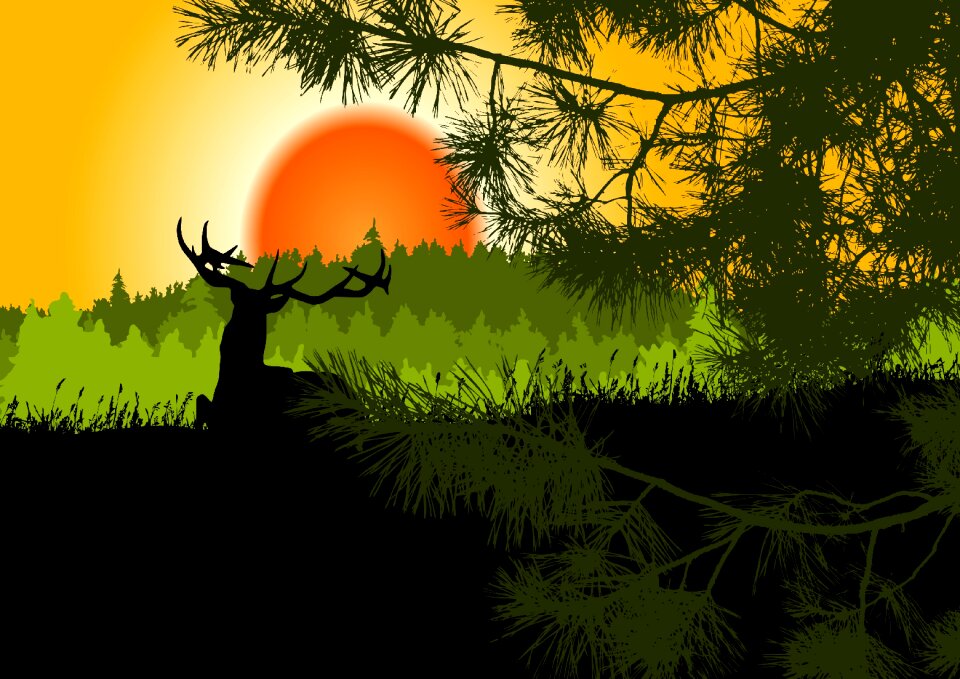 Hirsch pine meadow