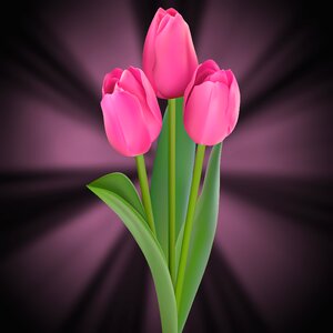 Plant leaf tulips pink