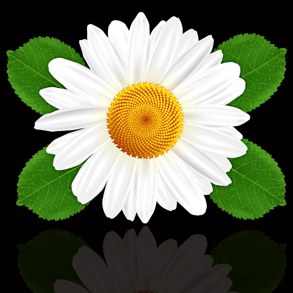 Summer leaf daisy