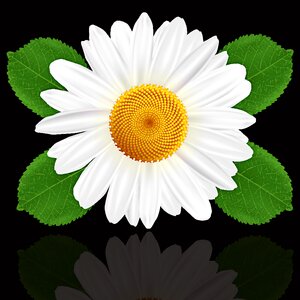 Summer leaf daisy