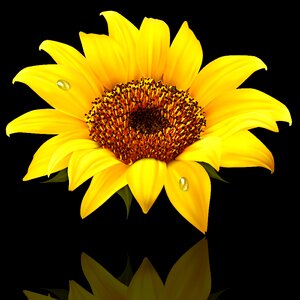 Petal black background sunflower