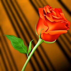 Nature plant pink orange