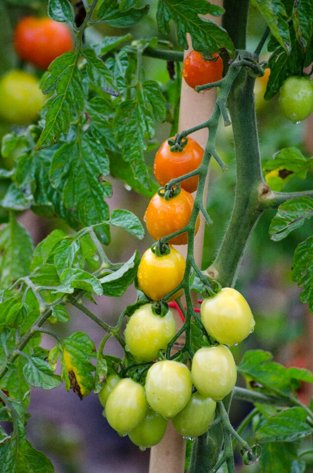 Bush cultivation food
