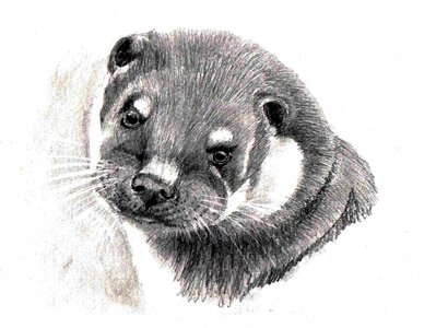 Picture otter Free illustrations